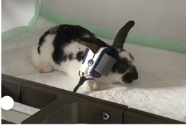 Rise in Pet Ownership Inspires UGM Students to Develop Smart Incubator for Animal Care